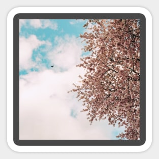 Cherry Blossom 5 Sticker